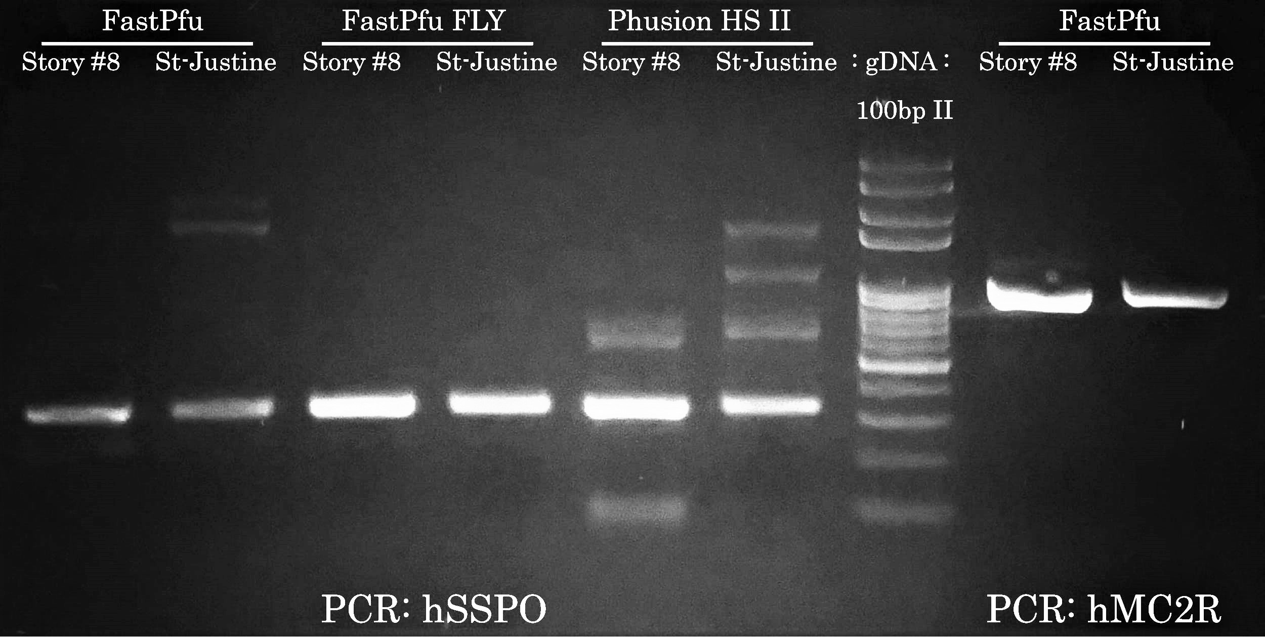 hSSPO Specific PCR from gDNA with FastPfu FLY
