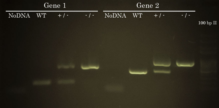 Gene 1 and 2 Mouse Genotyping with TopTaq