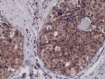 Anti-Caspase-3 Rabbit Monoclonal Antibody, Clone RM250 image 1