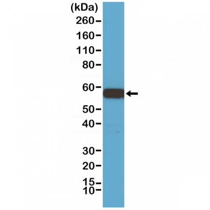 Anti-Akt1 Rabbit Monoclonal Antibody, Clone RM252 image 2