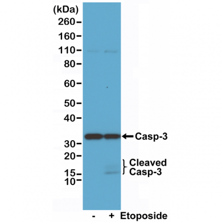 Anti-Caspase-3 Rabbit Monoclonal Antibody, Clone RM250 image 2