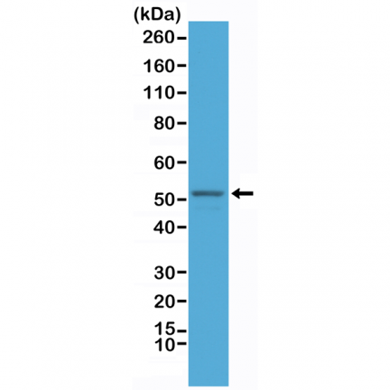 Anti-GFAP Rabbit Monoclonal Antibody, Clone RM246 image 2