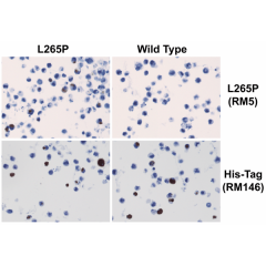 Anti-MYD88 (L265P) Rabbit Monoclonal Antibody, Clone RM5 image 1