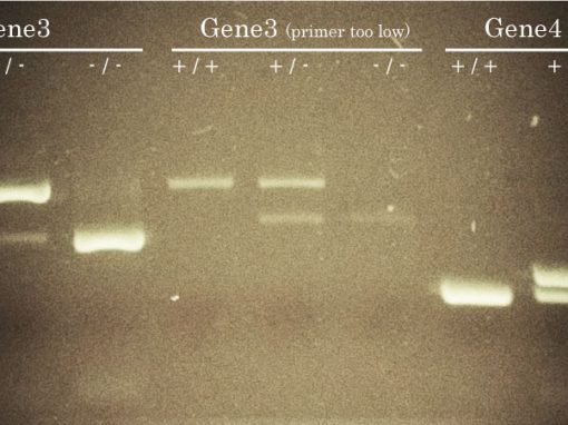 Success #13: Mouse Genotyping by PCR of a Large Colony