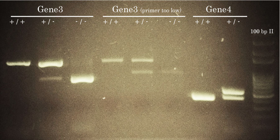 Gene 3, 4 and 5 Mouse Genotyping with TopTaq