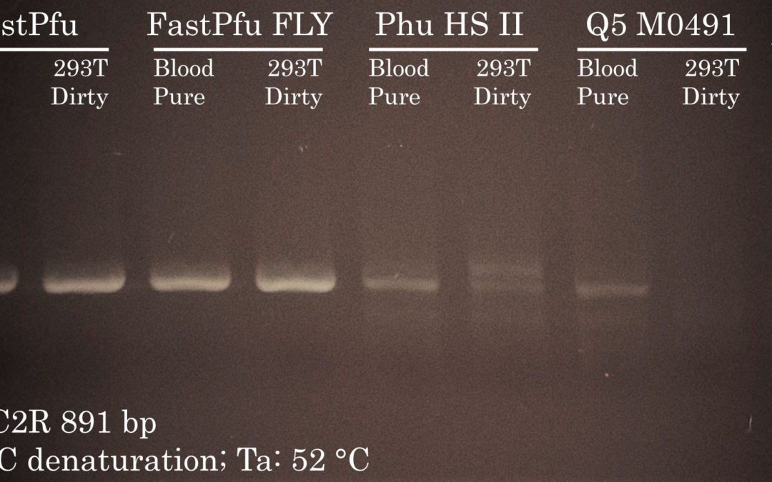 PCR Cycling: High-Fidelity DNA Polymerase Comparison