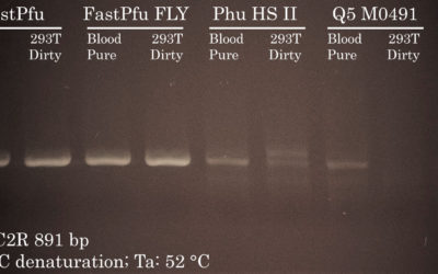 PCR Cycling: High-Fidelity DNA Polymerase Comparison