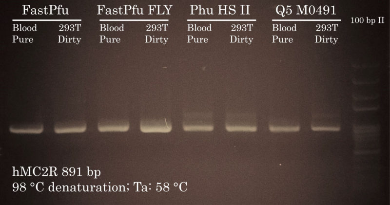 Fig. 2. MC2R amplification from different gDNAs using the Phusion/Q5 cycling