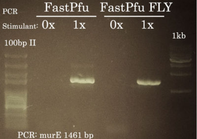 Success #14: High-Fidelity PCR Amplification of Pseudomonas aeruginosa murC and murE