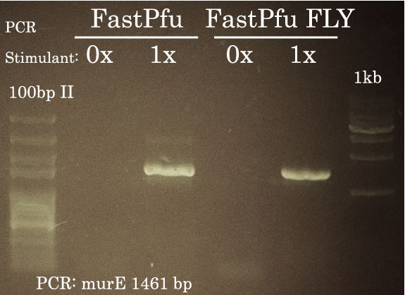 PCR murE FastPfu and FLY with PCR Stimulant