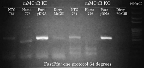 mMC4R KI KO FastPfu gDNA MC4R Mouse Genotyping