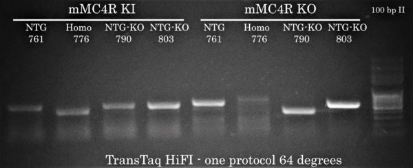mMC4R KI KO TTaq HiFI one protocol 64 MC4R Mouse Genotyping
