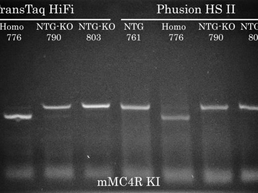 Success #10: MC4R Mouse Genotyping by PCR