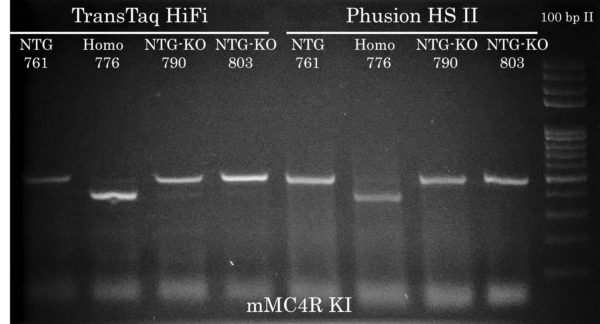 mMC4R KI TTaq HiFI vs Phusion MC4R Mouse Genotyping