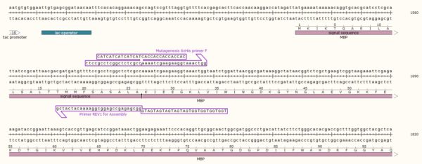 Success #11: 10xHis Tag Insertion by Site-Directed Mutagenesis