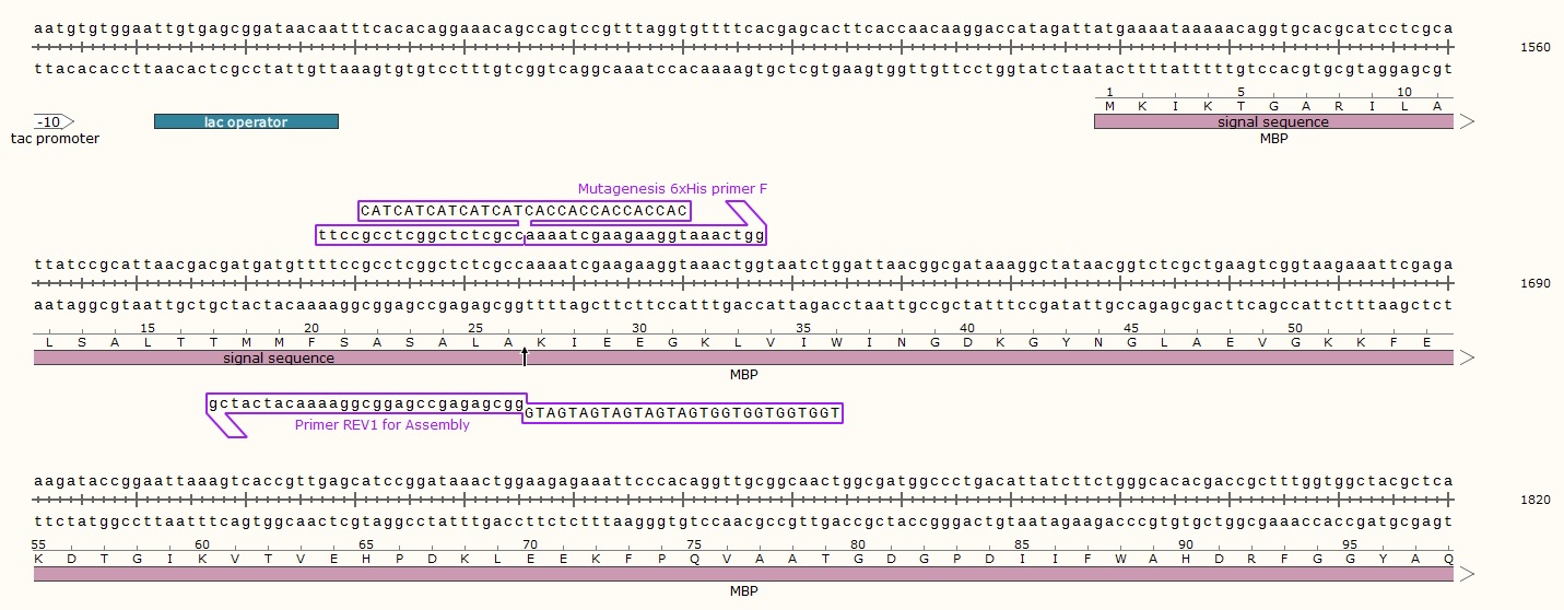 Fast mutagenesis 10xHis Insertion by Site-Directed Mutagenesis