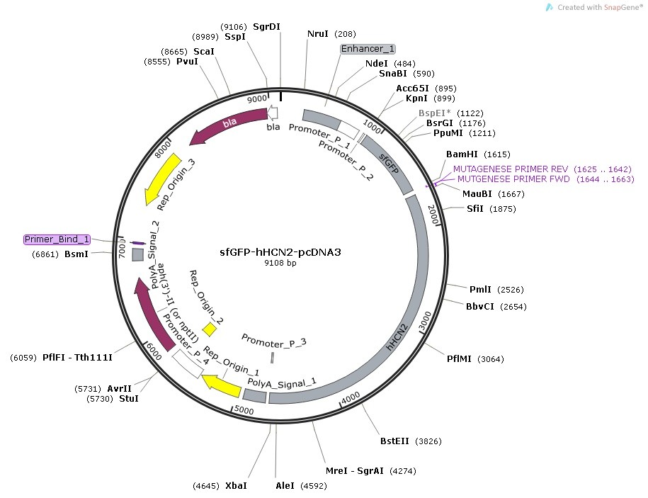 sfGFP-hHCN2-pcDNA3 Map