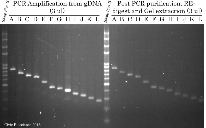 Agarose gel analysis of promoter segments after purification