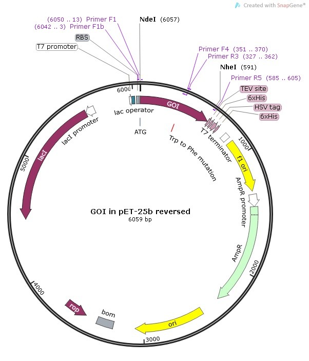 Single-site Mutagenesis overview