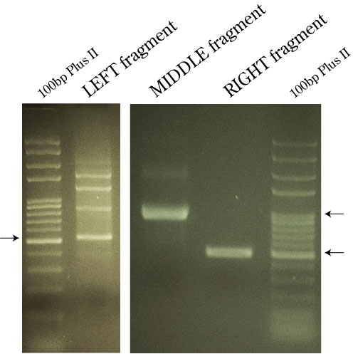 PCR amplification of AB, CD and EF