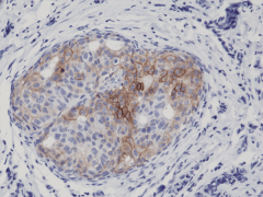 Anti-Phospho-EGFR (Y1173) Rabbit Monoclonal Antibody [RM269] image 1