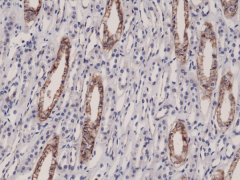 Anti-JAM1 Rabbit Monoclonal Antibody [RM275] image 1