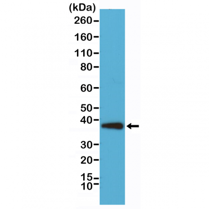 Anti-Synaptophysin Rabbit Monoclonal Antibody [RM258] image 2