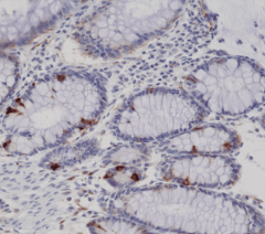 Anti-Synaptophysin Rabbit Monoclonal Antibody [RM258] image 1