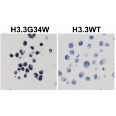 Anti-H3.3 G34W Mutant rabbit monoclonal antibody [RM263] image 1