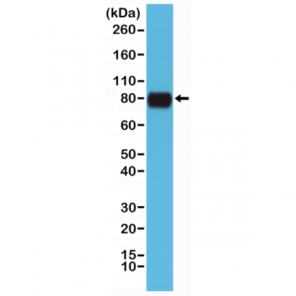 Anti-CD44 Rabbit Monoclonal Antibody [RM264] image 2