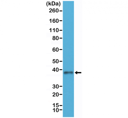 Anti-JAM1 Rabbit Monoclonal Antibody [RM275] image 2