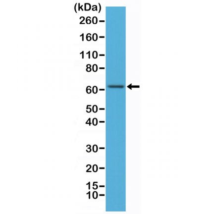 Anti-NFkB p65 Rabbit Monoclonal Antibody [RM273] image 2