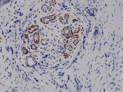 Anti-Phospho-Stat3 (Tyr705) Rabbit Monoclonal Antibody [RM261] image 1