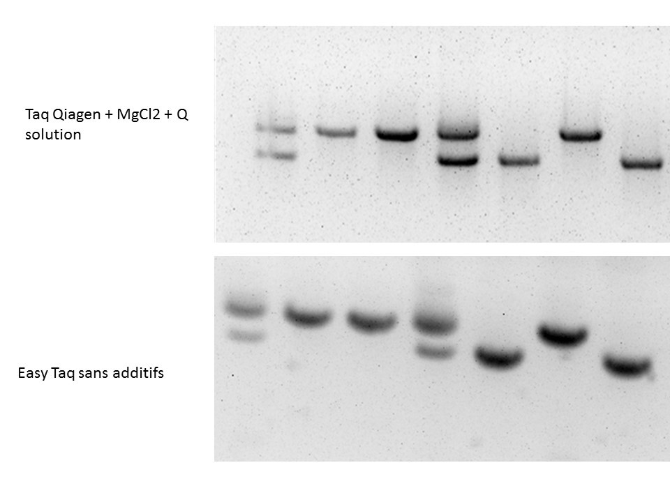 Taq Qiagen vs EasyTaq Genotyping by PCR