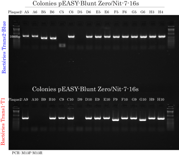 16s rRNA M13 Colony PCR Trans2-blue and Trans1-T1