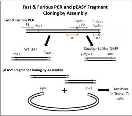 Site-Directed Mutagenesis of pGOI Stop WT by PCR and assembly design