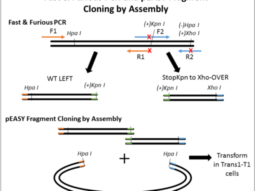 Success #19: Insertion of Stop Codons by Fast & Steep PCR Site-Directed Mutagenesis and Seamless Assembly