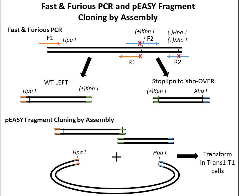 Success #19: Insertion of Stop Codons by Fast & Steep PCR Site-Directed Mutagenesis and Seamless Assembly