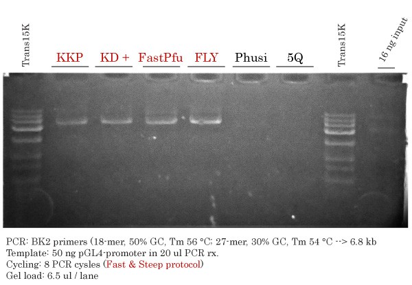 Vector Amplification #1 pGL4- promoter PCR 2017-01-27