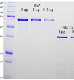 Fibrillarin Protein - Prot-r-Fib Image 1