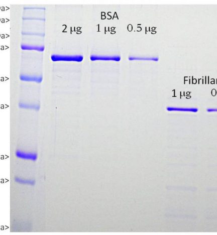 Fibrillarin Protein - Prot-r-Fib Image 1