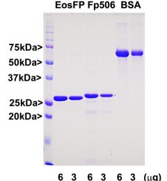 Green Fluorescent Protein Protein - prot-r-FP506 Image 1