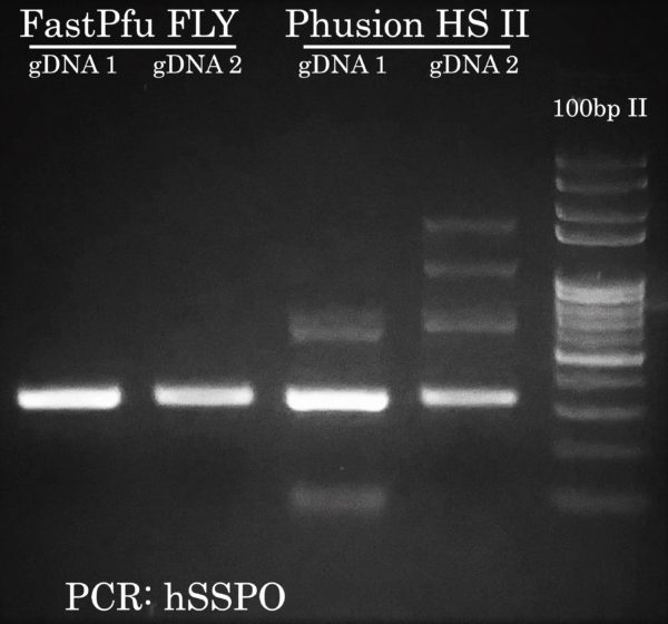 PCR hSSPO comparison between Fast Pfu FLY and Phusion