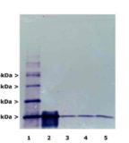 Ubiquitin Antibody - MCA-Ubi-1 Image 2