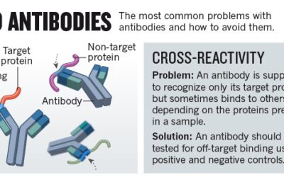 The Truth about Antibodies used for Research