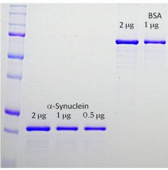 α-Synuclein Protein - Prot-r-a-Syn Image 1