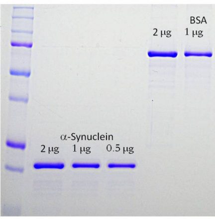 α-Synuclein Protein - Prot-r-a-Syn Image 1
