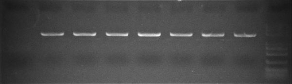 GC-rich Cloning Colony PCR