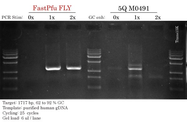 FLY vs Q5 Polymerase Comparison PCR HLA