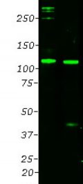 Complement component C3/C3 α-chain/netrin domain Antibody - CPCA-C3-Net Image 1